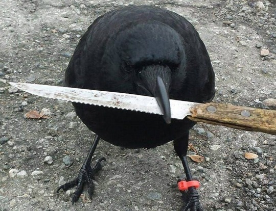 raven.jpg